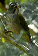 Lesser Antillean Saltator