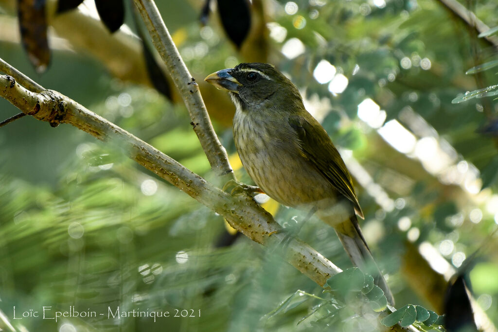 Lesser Antillean Saltator