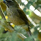 Saltator gros-bec