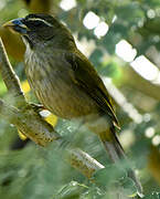 Lesser Antillean Saltator