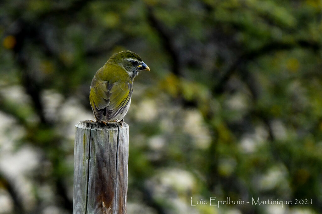 Lesser Antillean Saltatorjuvenile