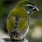 Saltator gros-bec