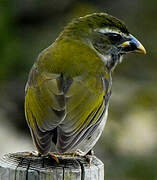 Lesser Antillean Saltator