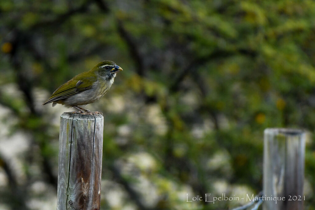 Lesser Antillean Saltatorjuvenile