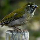 Saltator gros-bec