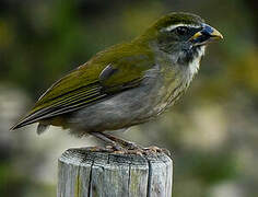 Lesser Antillean Saltator