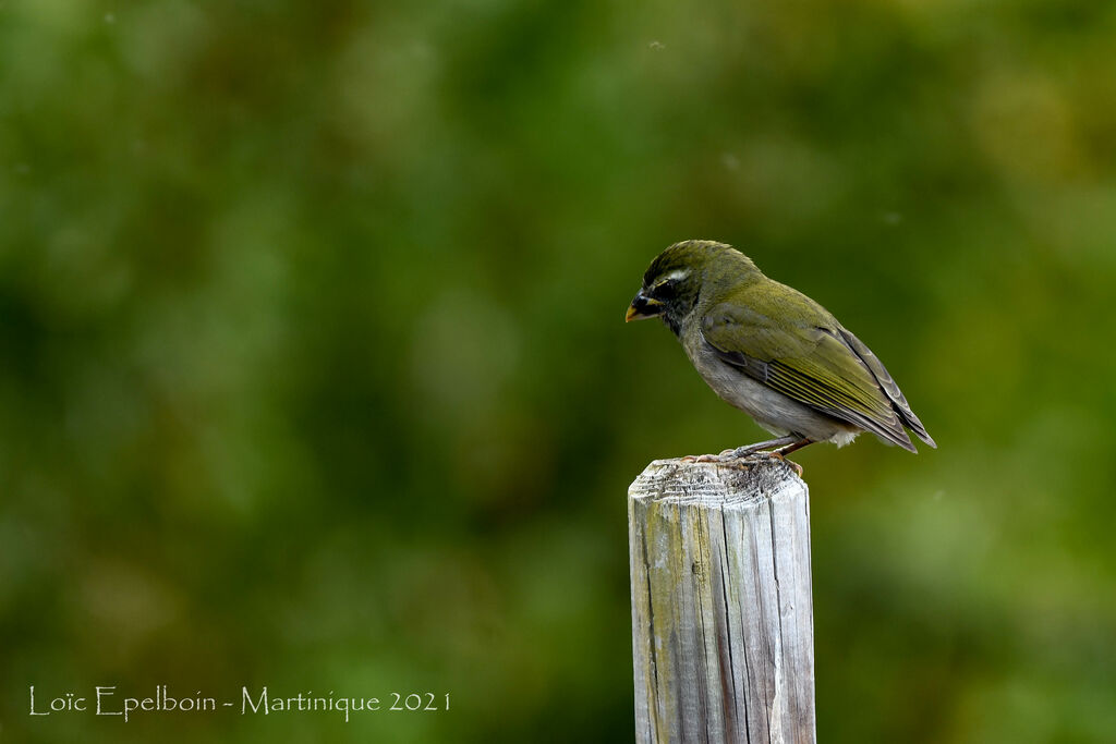 Saltator gros-becjuvénile