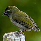 Saltator gros-bec