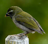 Lesser Antillean Saltator