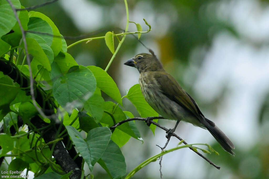 Saltator striéadulte, identification