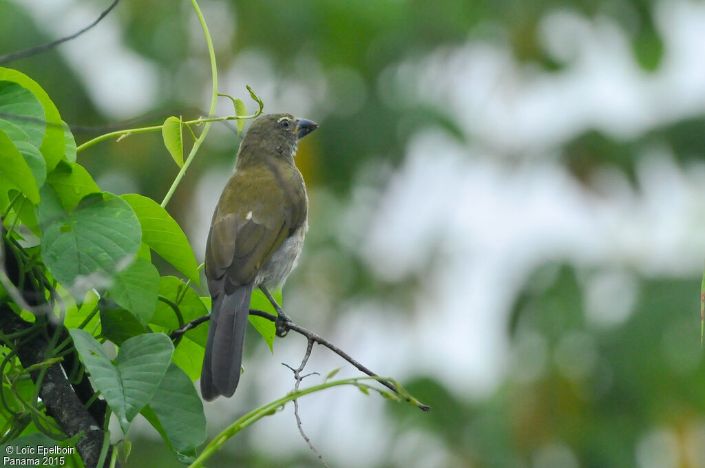 Streaked Saltator