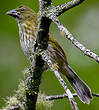 Saltator strié