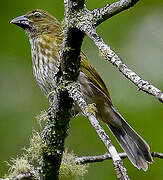 Streaked Saltator