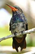 Rufous-throated Sapphire