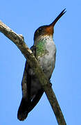 Rufous-throated Sapphire