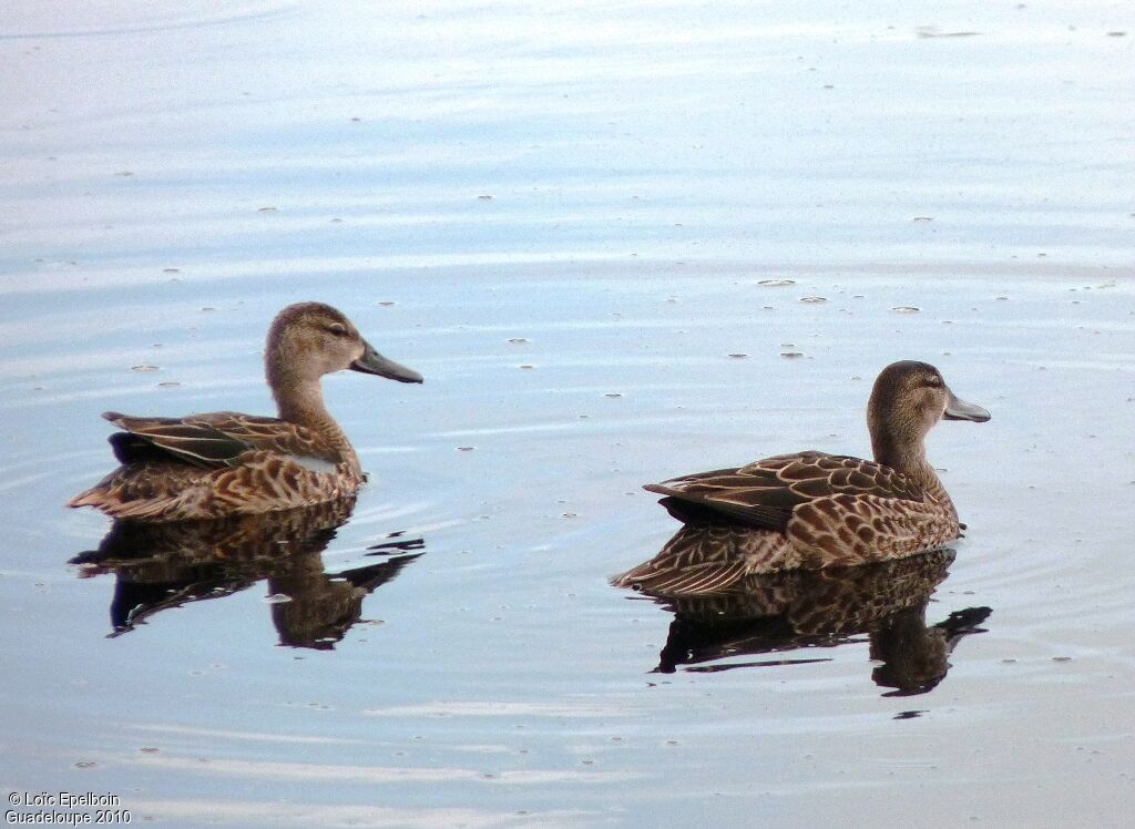 Blue-winged Teal