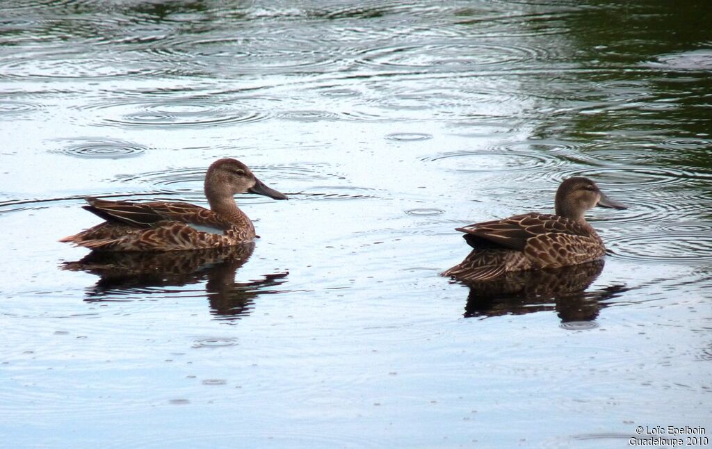 Blue-winged Teal