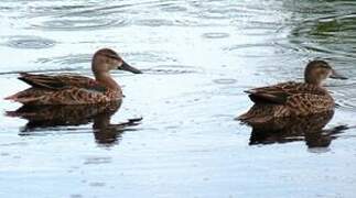 Blue-winged Teal