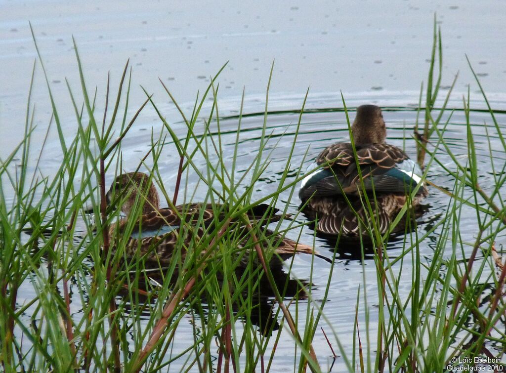 Blue-winged Teal