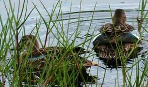 Blue-winged Teal