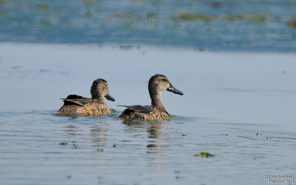 Blue-winged Teal