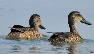 Blue-winged Teal