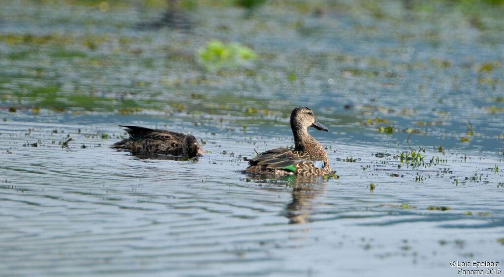 Blue-winged Teal