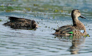 Blue-winged Teal