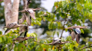 Blue-winged Teal