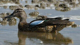 Blue-winged Teal