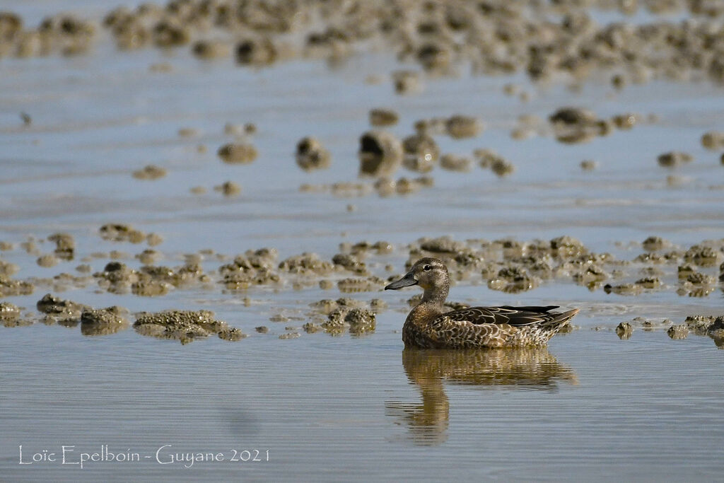 Blue-winged Teal