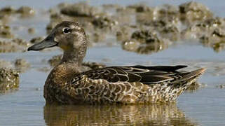 Blue-winged Teal