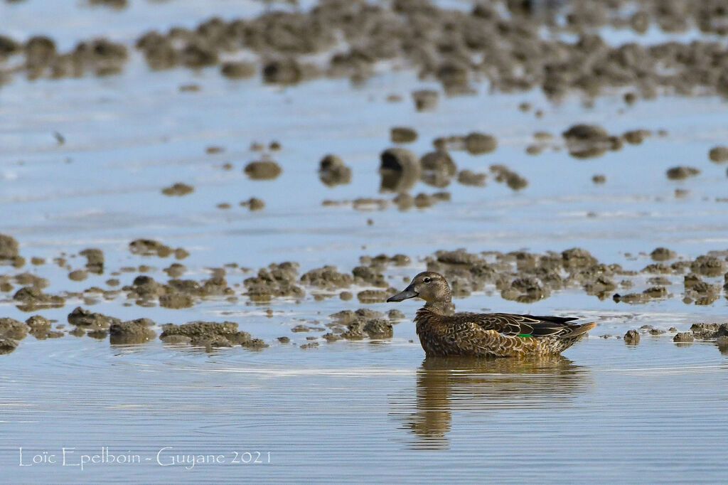 Blue-winged Teal