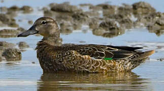 Blue-winged Teal