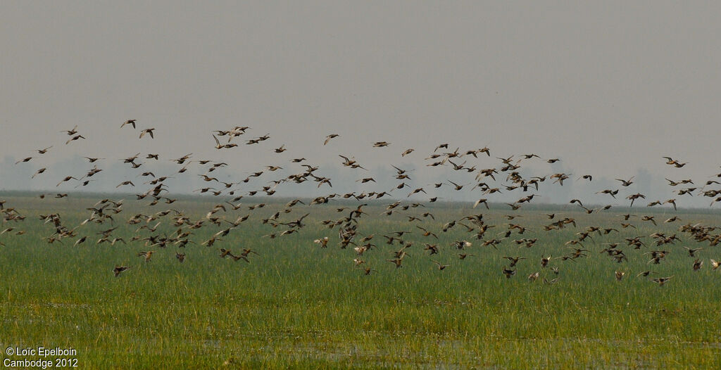 Garganey