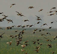 Garganey