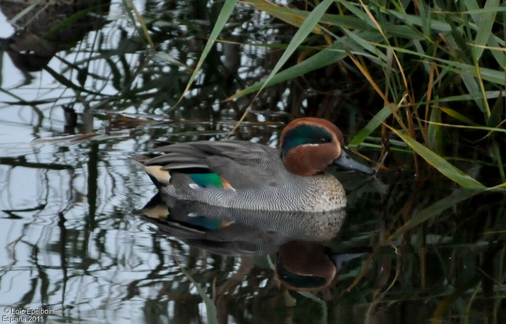 Eurasian Teal