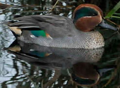 Eurasian Teal