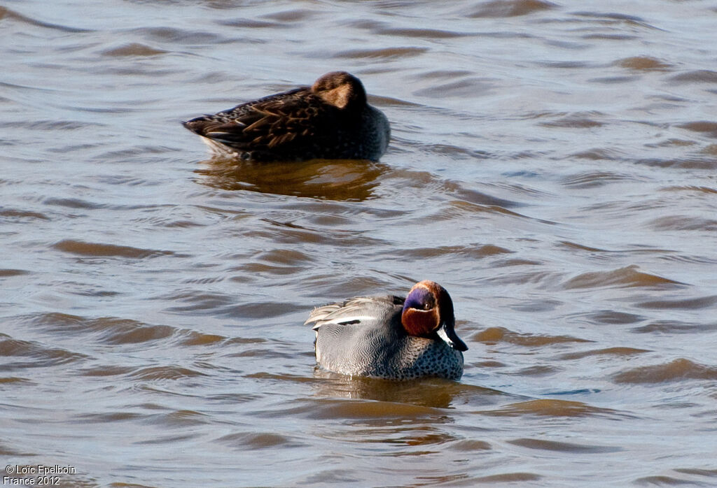 Eurasian Teal