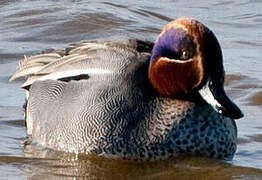 Eurasian Teal