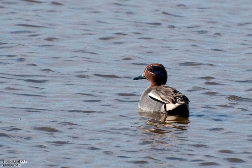 Eurasian Teal