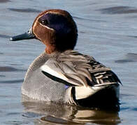 Eurasian Teal