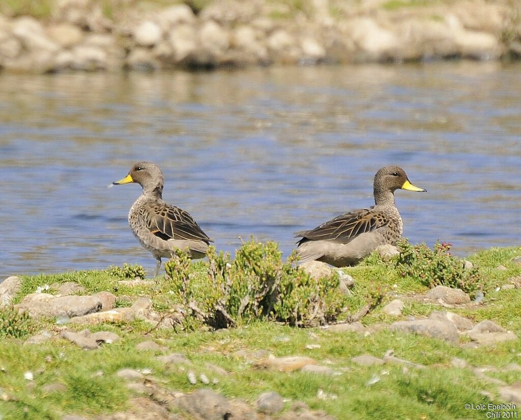 Yellow-billed Teal