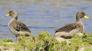 Yellow-billed Teal