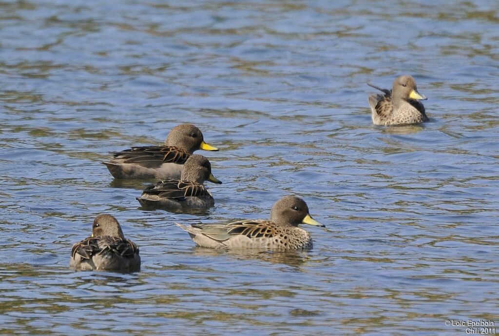 Yellow-billed Teal