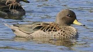 Yellow-billed Teal