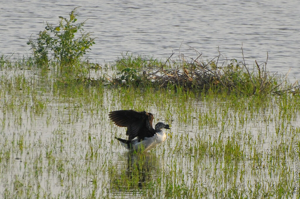 Comb Duck