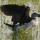Sarcidiorne sylvicole