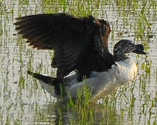 Comb Duck