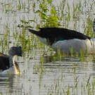 Sarcidiorne sylvicole